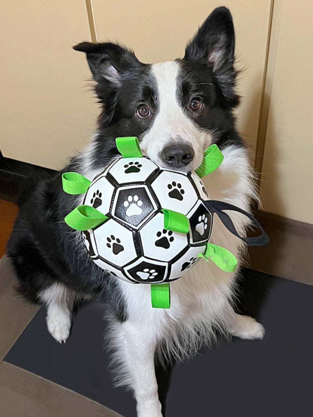 Interactive Dog Socker Training Ball