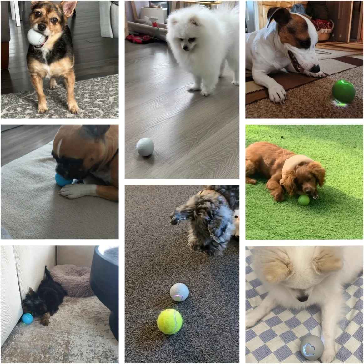Smart Dog LED Ball