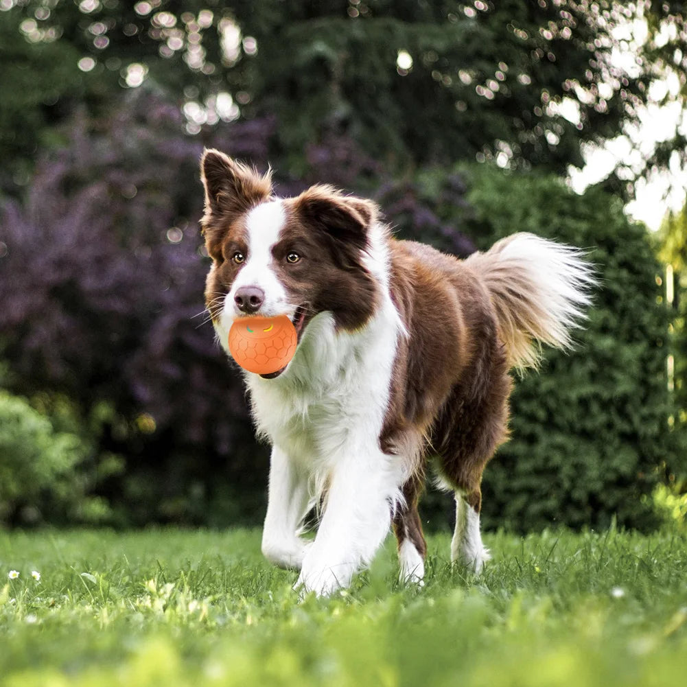 Smart Dog LED Ball